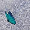 Blue Butterfly